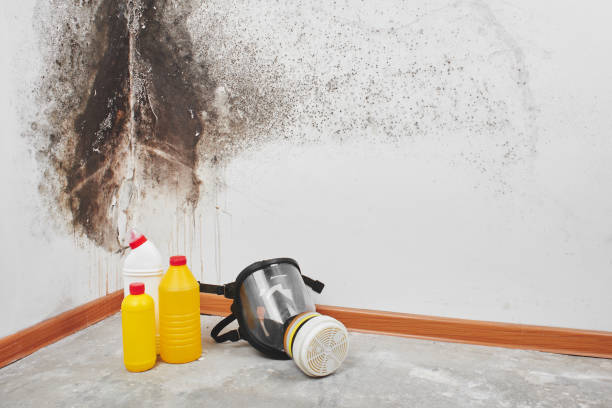 Mold Removal and Inspection in Gering, NE
