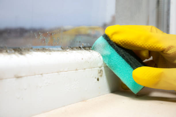 Best Local Mold Removal Service  in Gering, NE