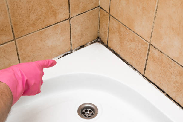 Best Office Mold Removal Services  in Gering, NE