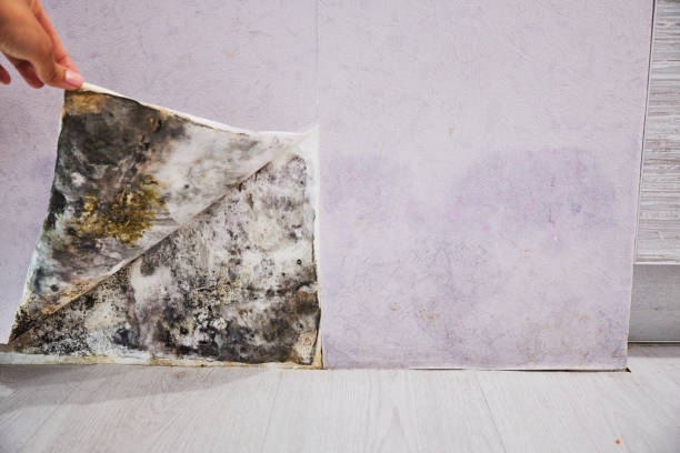 Mold Removal Process in Gering, NE